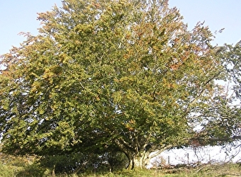 Les fourmis du bois - CHAFFOIS